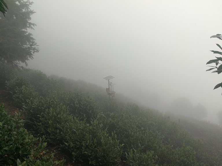 鸦鹊山云雾茶首款早春茶就要来了【鸦鹊山】