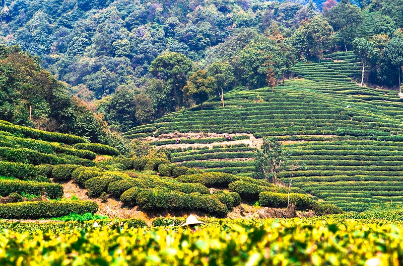 为什么要喝高山茶？天然保健 当然要喝！【鸦鹊山】