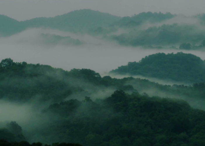 台湾高山茶香气特征？为什么茶叶香气各不同？【鸦鹊山】