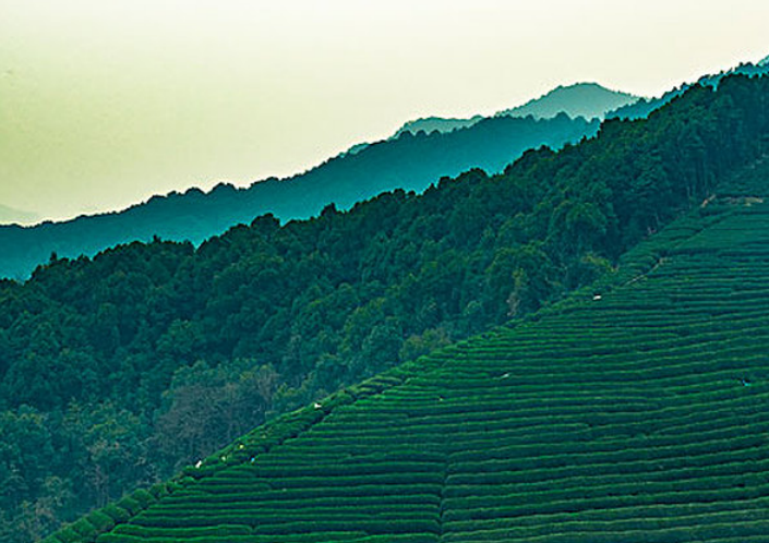 高山茶为什么鲜醇？天然环境孕育卓越品质【鸦鹊山】