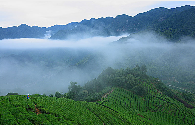 台湾高山茶春茶冬茶区别：春茶好在哪里？【鸦鹊山】