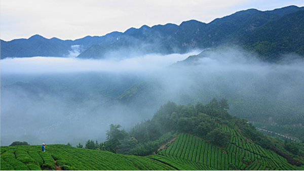 云雾茶名字来源？哪种茶最早被命名为云雾茶？【鸦鹊山】