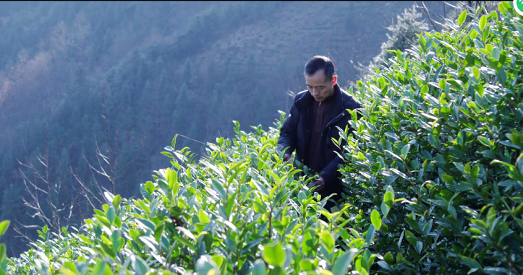  喝高山茶好吗？【鸦鹊山】