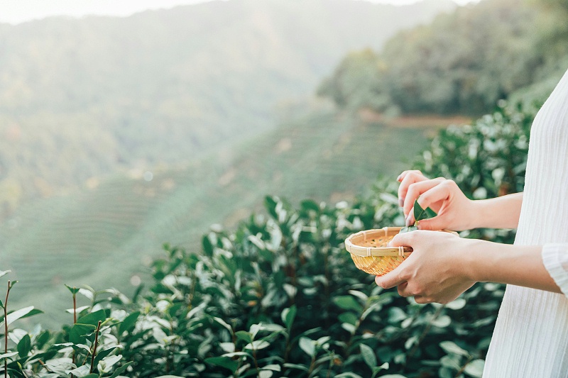 茶叶礼品怎么送对，是有讲究的【鸦鹊山】