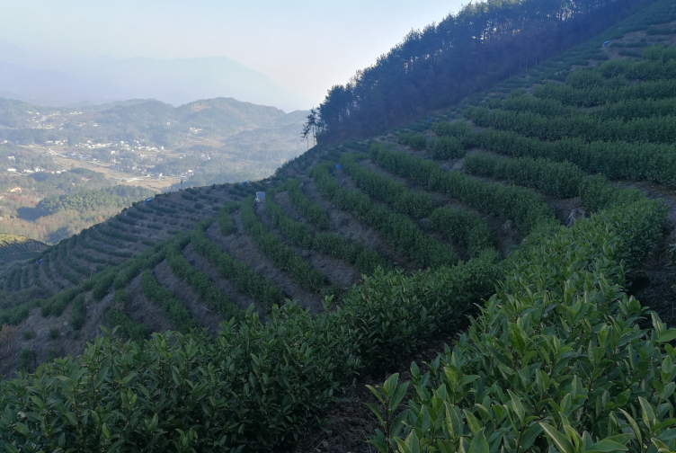 什么样的高山茶才好喝，高山茶为什么好喝？