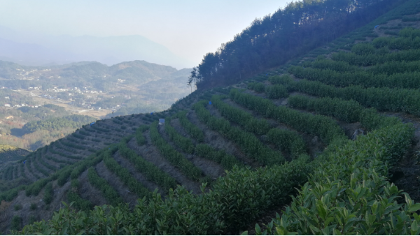 什么样的高山茶才好喝，高山茶为什么好喝？【鸦鹊山】