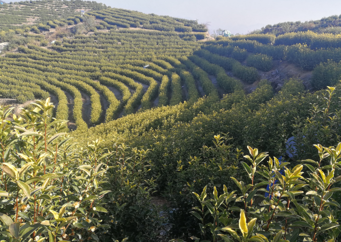 如何区分高山茶与低山茶