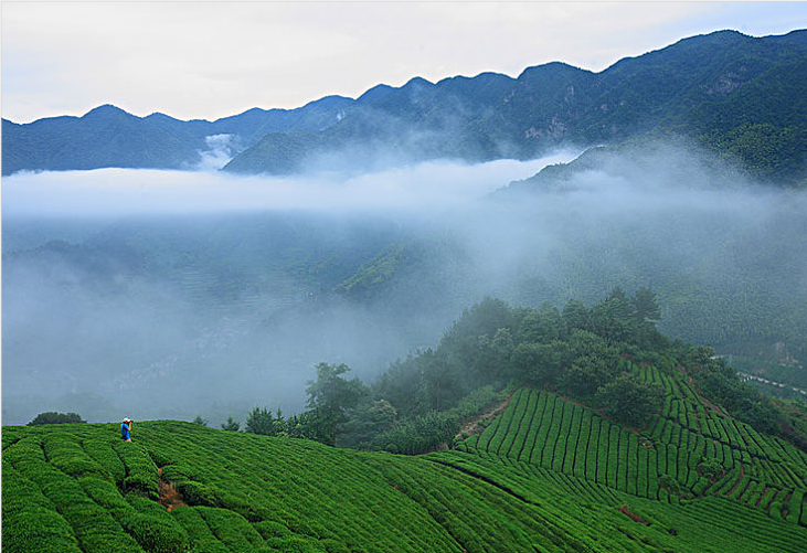 庐山云雾茶属于什么茶？庐山云雾茶