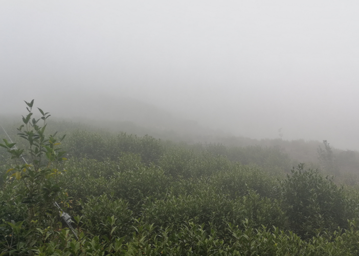 庐山云雾茶，云雾茶文化 