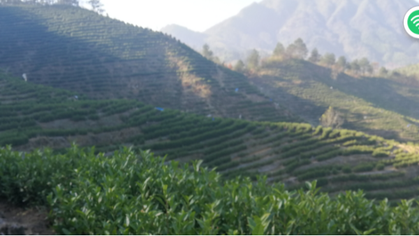 高山茶海拔多少米品质好？【鸦鹊山】