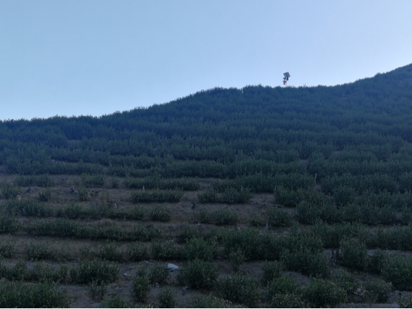 高山茶的特点，海拔多少米叫高山茶？【鸦鹊山】