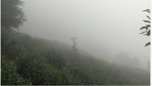 云雾茶产自哪里，云雾茶好喝吗？【鸦鹊山】