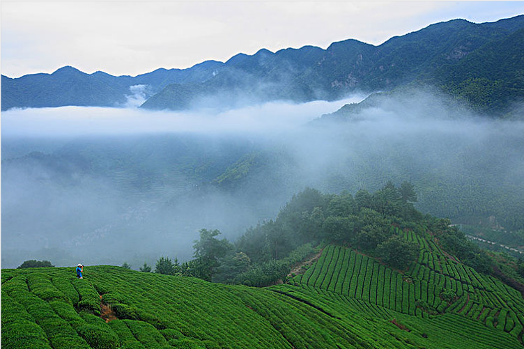 寻找云雾茶，皖南鸦鹊山