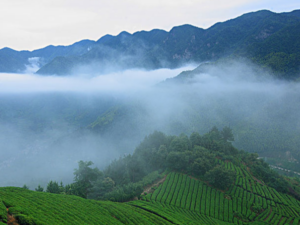 寻找云雾茶，皖南鸦鹊山 【鸦鹊山】