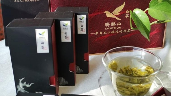 贵的高山茶才是好茶吗？小编告诉你什么才是真正的好茶【鸦鹊山】
