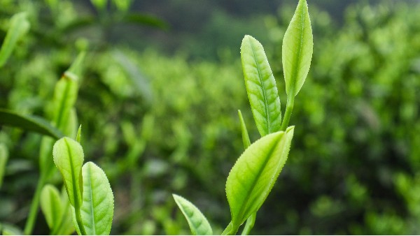 云雾茶种植基地-环境决定品质 一个好茶园应该是这样【鸦鹊山】