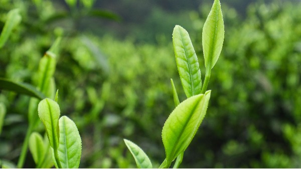 高山茶无农药的茶品牌：资深茶友推荐【鸦鹊山】