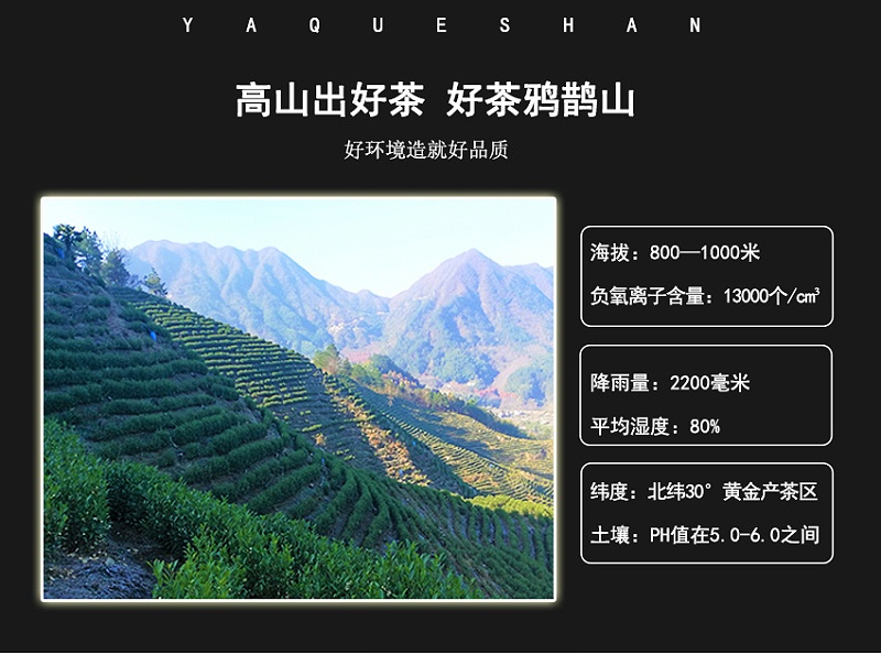 海拔600米的高山茶叶，高山茶好在哪里？【鸦鹊山】 