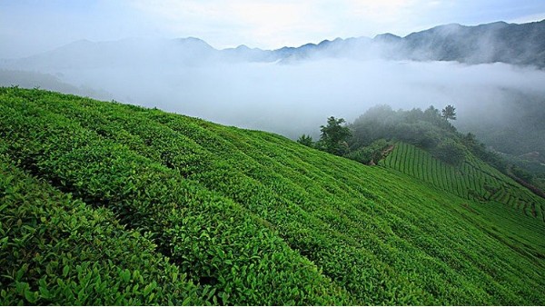 高山云雾茶是苦的吗？是什么造就了茶叶的苦！【鸦鹊山】