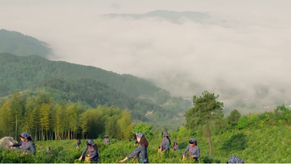 云雾茶产地哪个省的，云雾茶好喝吗？【鸦鹊山】