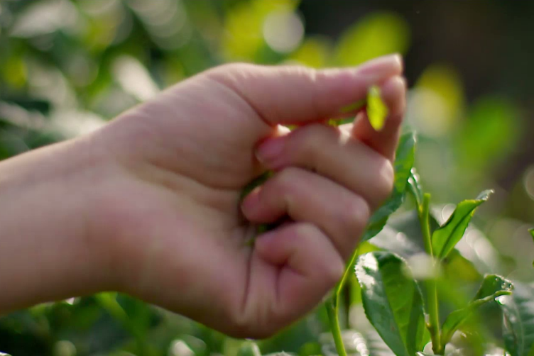 春节收到一堆茶叶礼品，两分钟教你鉴定茶叶质量好坏