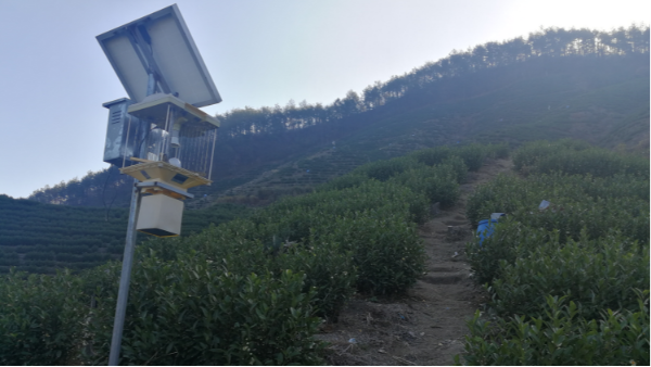 何为高山茶，高山茶具有哪些优势？【鸦鹊山】