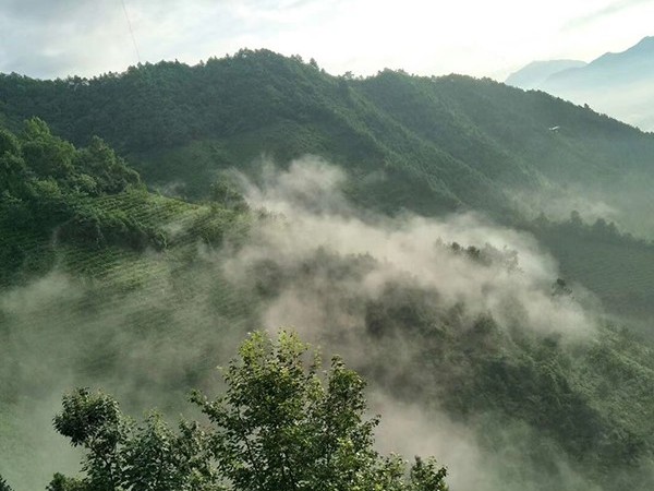 精品云雾茶 滋味鲜爽，喝了忘不了！【鸦鹊山】