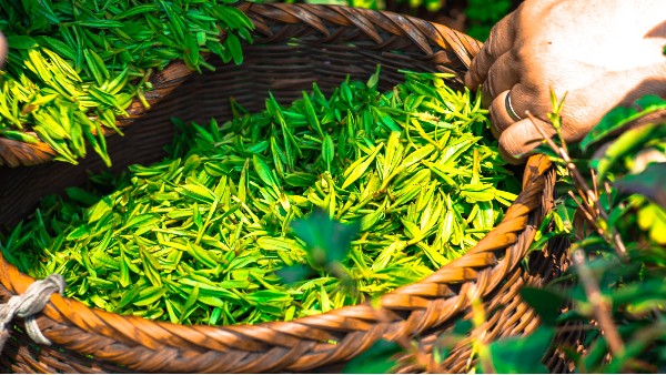 高山绿茶的加工工艺？传统杀青，保留天然营养成份【鸦鹊山】