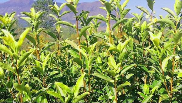 黄金茶能生泡喝水吗？喝新茶绿茶还有哪些需要注意？【鸦鹊山】