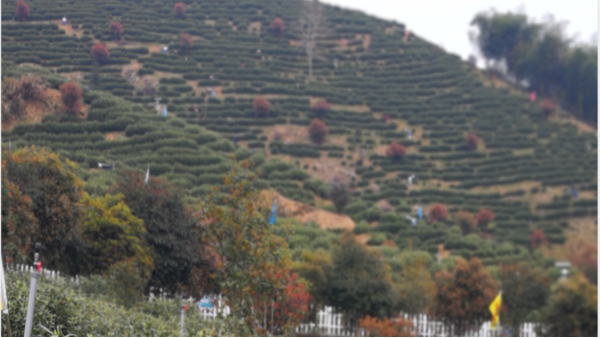 高山云雾出好茶，小编教你怎样喝高山茶。【鸦鹊山】