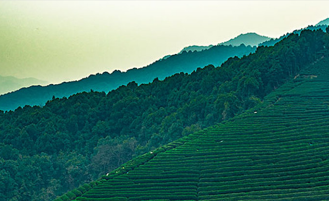 台湾高山茶，冻顶乌龙尤为佳。