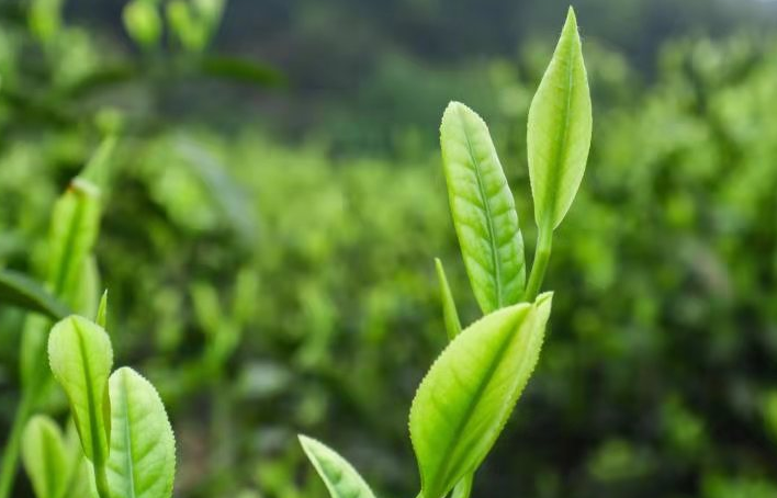 云雾茶适合煮还是泡？须看茶叶是否发酵【鸦鹊山】