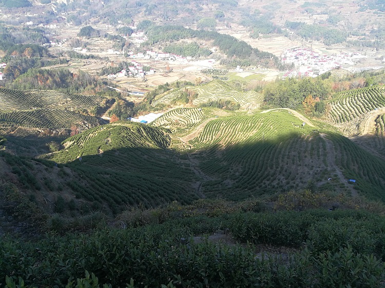  怎么区分高山茶和平地茶？