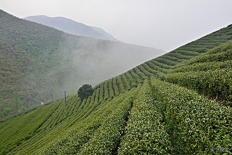 云雾茶可以冲泡几次？三次为宜，四泡仍有余香【鸦鹊山】