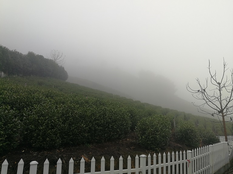  鸦鹊山云雾白茶的特点！【鸦鹊山】