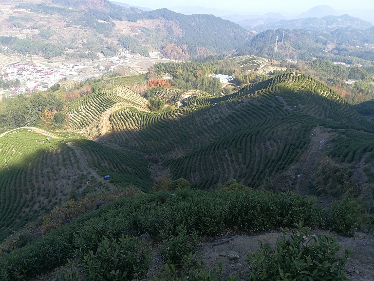 高山茶一般能采摘多长时间？看过就懂了【鸦鹊山】