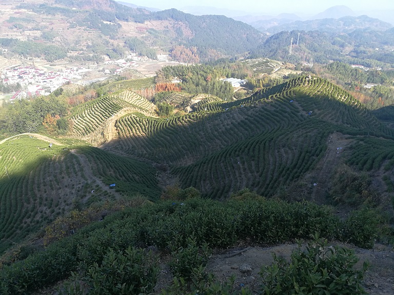 哪里的高山茶好？精选好茶叶看【鸦鹊山】