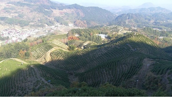 品高山茶，笑看人生起伏！【鸦鹊山】