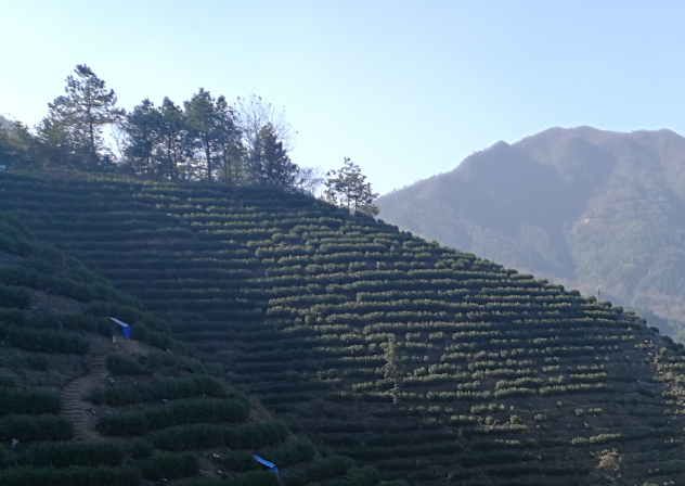 高山茶为什么涩？大概是这两点因素造成的【鸦鹊山】