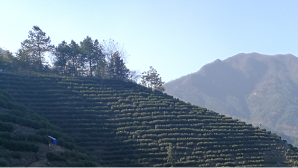 高山茶是真的 ，并不是噱头！【鸦鹊山】