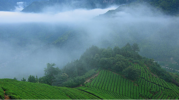 台湾高山茶特色：南方有嘉木，色绿味甘醇【鸦鹊山】