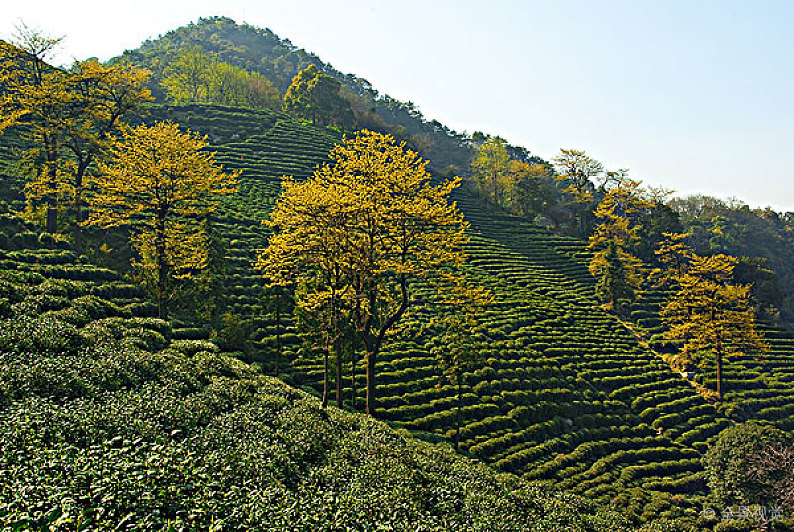 高山茶到底好在哪里？