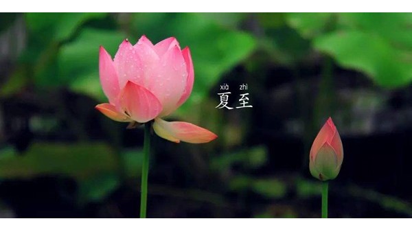 夏至已至，困乏无力，喝什么茶比较好？【鸦鹊山】